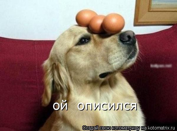 ой описился... Котоматрица: ой описился