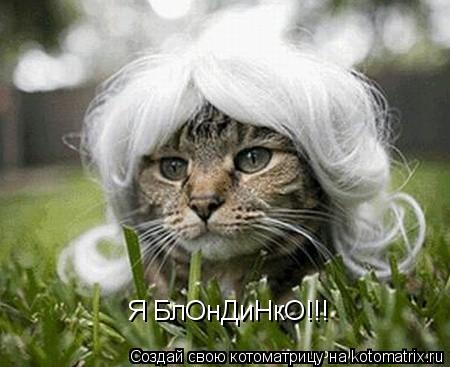 Я БлОнДиНкО!!!... Котоматрица: Я БлОнДиНкО!!!