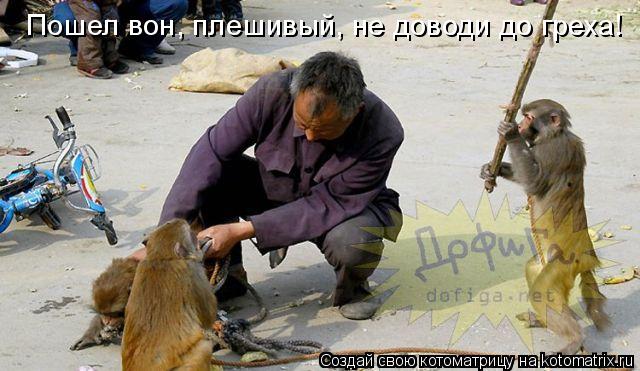 Пошел вон, плешивый, не доводи до греха!... Котоматрица: Пошел вон, плешивый, не доводи до греха!