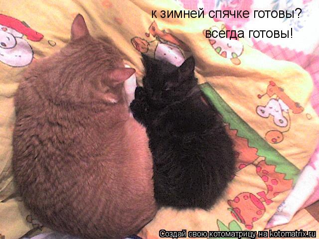 к зимней спячке готовы? всегда готовы!... Котоматрица: к зимней спячке готовы? всегда готовы!