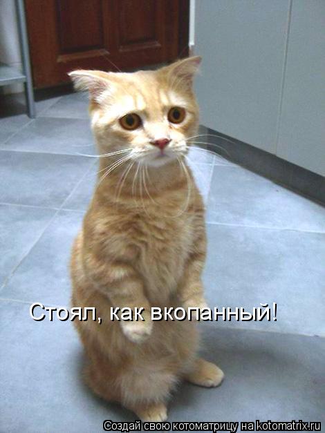 Стоял, как вкопанный!... Котоматрица: Стоял, как вкопанный!