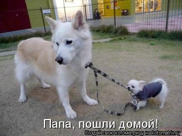Папа, пошли домой!... Котоматрица: Папа, пошли домой!
