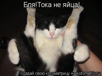 Бля!Тока не яйца!... Котоматрица: Бля!Тока не яйца!