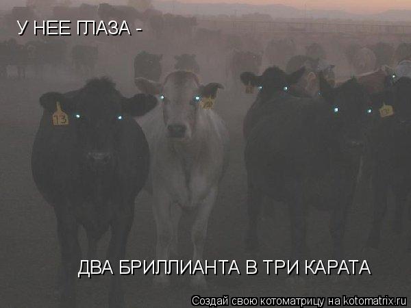 У НЕЕ ГЛАЗА - ДВА БРИЛЛИАНТА В ТРИ КАРАТА... Котоматрица: У НЕЕ ГЛАЗА - ДВА БРИЛЛИАНТА В ТРИ КАРАТА