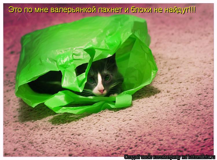 Котоматрица: Это по мне валерьянкой пахнет и блохи не найдут!!!