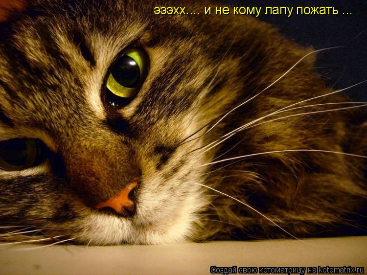 эээхх.... и не кому лапу пожать ...... Котоматрица: эээхх.... и не кому лапу пожать ...