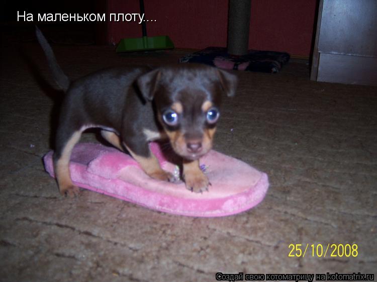 На маленьком плоту....... Котоматрица: На маленьком плоту....