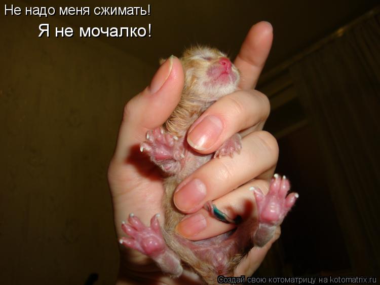 Не надо меня сжимать! Я не мочалко!... Котоматрица: Не надо меня сжимать! Я не мочалко!