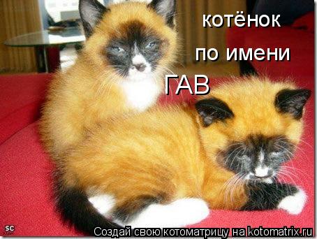 котёнок по имени ГАВ... Котоматрица: котёнок по имени ГАВ