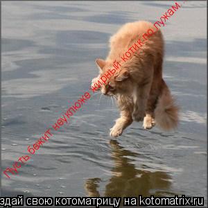 Пусть бежит неуклюже жирный котик по лужам...... Котоматрица: Пусть бежит неуклюже жирный котик по лужам...