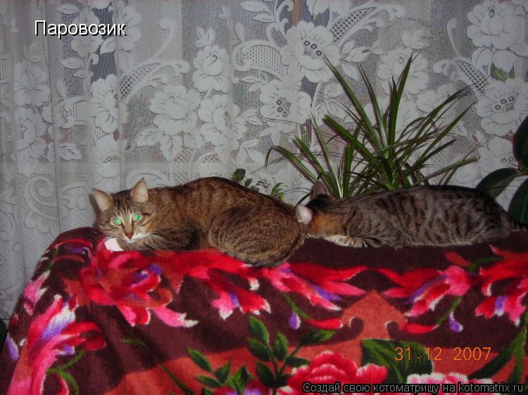 Паровозик... Котоматрица: Паровозик