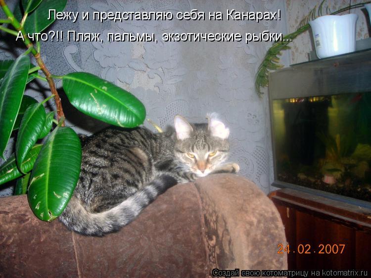 Лежу и представляю себя на Канарах! А что?!! Пляж, пальмы, экзотические рыбки...... Котоматрица: Лежу и представляю себя на Канарах! А что?!! Пляж, пальмы, экзотические рыбки...