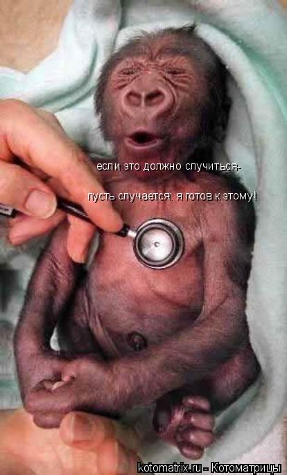 если это должно случиться- пусть случается: я готов к этому!... Котоматрица: если это должно случиться- пусть случается: я готов к этому!