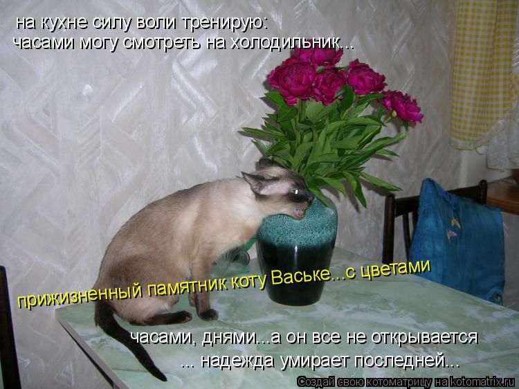 на кухне силу воли тренирую: часами могу смотреть на холодильник... часами, днями...а он все не откры... Котоматрица: на кухне силу воли тренирую: часами могу смотреть на холодильник... часами, днями...а он все не открывается ... надежда умирает последней... при