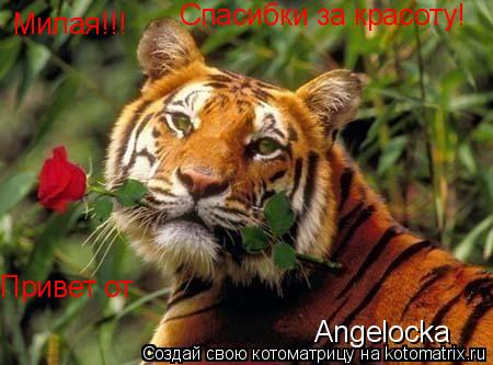 Милая!!! Спасибки за красоту! Привет от Angelocka... Котоматрица: Милая!!! Спасибки за красоту! Привет от Angelocka