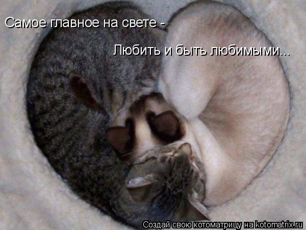 Самое главное на свете - Любить и быть любимыми...... Котоматрица: Самое главное на свете - Любить и быть любимыми...
