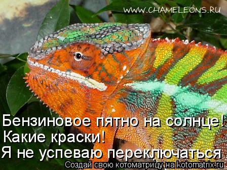 Котоматрица: Бензиновое пятно на солнце!  Какие краски! Я не успеваю переключаться