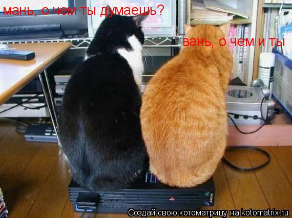 мань, о чем ты думаешь? вань, о чем и ты... Котоматрица: мань, о чем ты думаешь? вань, о чем и ты