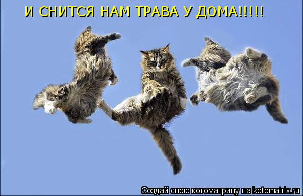 И СНИТСЯ НАМ ТРАВА У ДОМА!!!!! И СНИТСЯ НАМ ТРАВА У ДОМА!!!!!... Котоматрица: И СНИТСЯ НАМ ТРАВА У ДОМА!!!!! И СНИТСЯ НАМ ТРАВА У ДОМА!!!!!