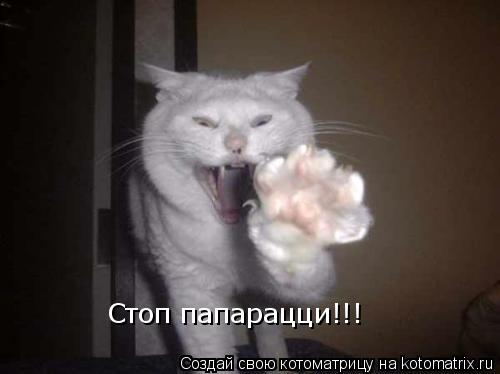 Стоп папарацци!!!... Котоматрица: Стоп папарацци!!!