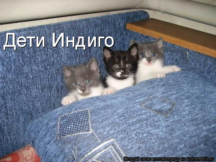 Дети Индиго... Котоматрица: Дети Индиго