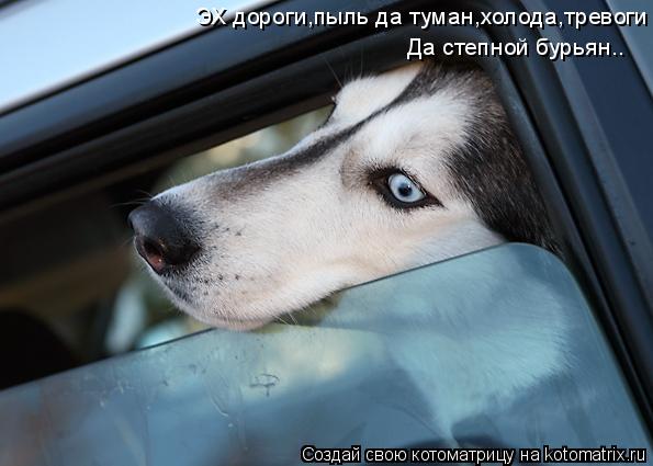 ЭХ дороги,пыль да туман,холода,тревоги Да степной бурьян..... Котоматрица: ЭХ дороги,пыль да туман,холода,тревоги Да степной бурьян..