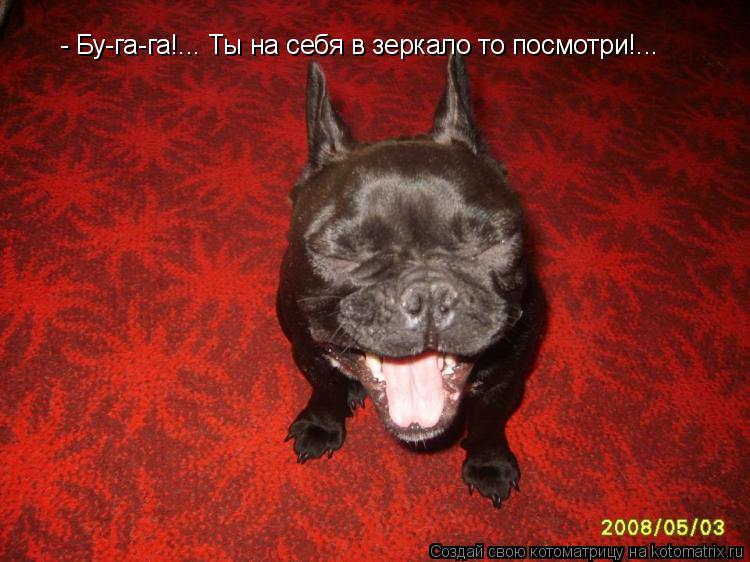 - Бу-га-га!... Ты на себя в зеркало то посмотри!...... Котоматрица: - Бу-га-га!... Ты на себя в зеркало то посмотри!...