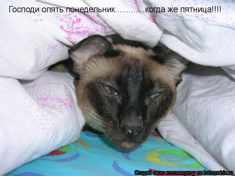 Господи опять понедельник.............когда же пятница!!!!... Котоматрица: Господи опять понедельник.............когда же пятница!!!!