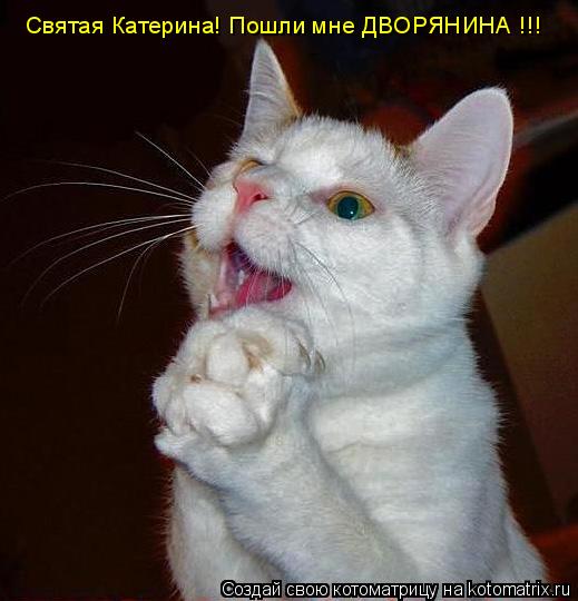Святая Катерина! Пошли мне ДВОРЯНИНА !!!... Котоматрица: Святая Катерина! Пошли мне ДВОРЯНИНА !!!