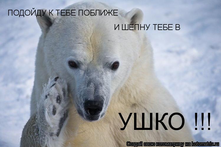 ПОДОЙДУ К ТЕБЕ ПОБЛИЖЕ И ШЕПНУ ТЕБЕ В УШКО !!!... Котоматрица: ПОДОЙДУ К ТЕБЕ ПОБЛИЖЕ И ШЕПНУ ТЕБЕ В УШКО !!!