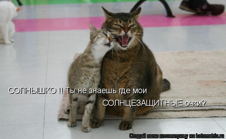 СОЛНЫШКО !! Ты не знаешь где мои СОЛНЦЕЗАЩИТНЫЕ очки?... Котоматрица: СОЛНЫШКО !! Ты не знаешь где мои СОЛНЦЕЗАЩИТНЫЕ очки?