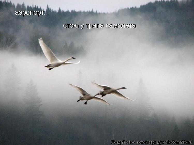 аэропорт... стою у трапа самолета... Котоматрица: аэропорт... стою у трапа самолета