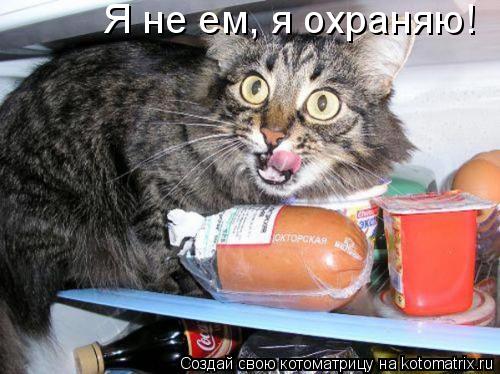 Я не ем, я охраняю!... Котоматрица: Я не ем, я охраняю!