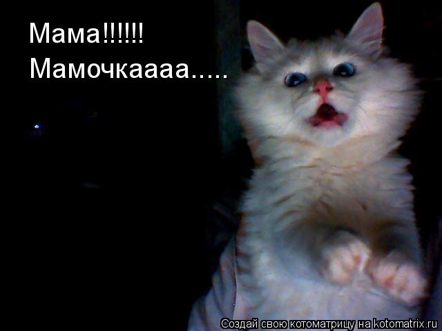 Мама!!!!!! Мамочкаааа........ Котоматрица: Мама!!!!!! Мамочкаааа.....