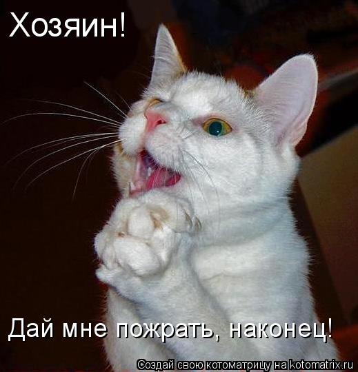 Хозяин! Дай мне пожрать, наконец!... Котоматрица: Хозяин! Дай мне пожрать, наконец!