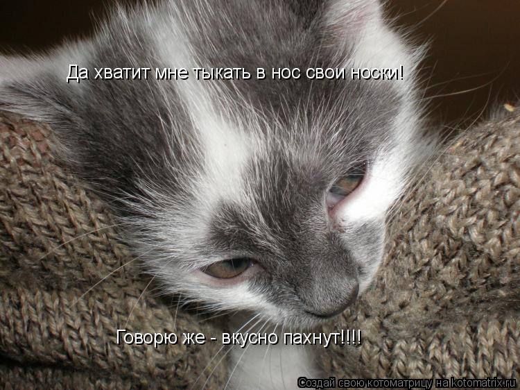 Да хватит мне тыкать в нос свои носки! Говорю же - вкусно пахнут!!!!... Котоматрица: Да хватит мне тыкать в нос свои носки! Говорю же - вкусно пахнут!!!!