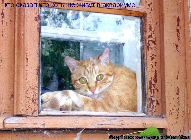 кто сказал что коты не живут в аквариуме... Котоматрица: кто сказал что коты не живут в аквариуме