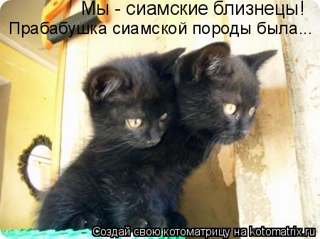 Мы - сиамские близнецы! Прабабушка сиамской породы была...... Котоматрица: Мы - сиамские близнецы! Прабабушка сиамской породы была...