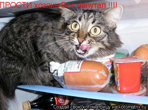 ПРОСТИ хозяин Бес попутал !!!!... Котоматрица: ПРОСТИ хозяин Бес попутал !!!!