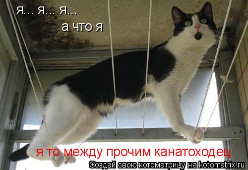 Котоматрица: я... я... я... а что я  я то между прочим канатоходец