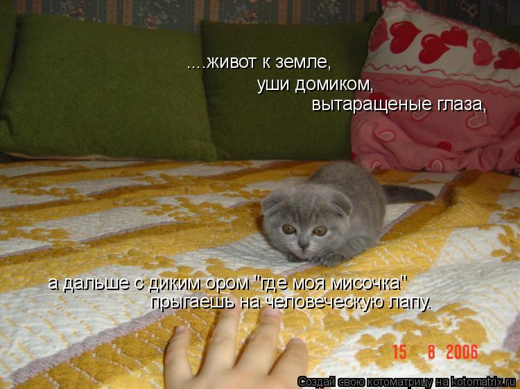 ....живот к земле, уши домиком, вытаращеные глаза, а дальше с диким ором "где моя мисочка" прыгаешь н... Котоматрица: ....живот к земле, уши домиком, вытаращеные глаза, а дальше с диким ором "где моя мисочка" прыгаешь на человеческую лапу.