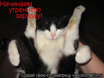 Котоматрица: Начинаем утреннюю зарядку!