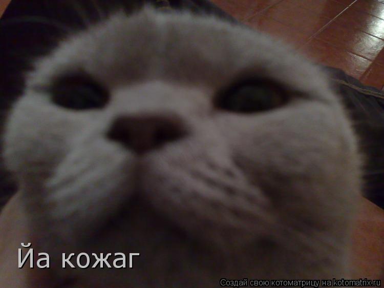 Йа кожаг... Котоматрица: Йа кожаг