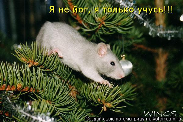 Я не йог, я только учусь!!! Я не йог, я только учусь!!!... Котоматрица: Я не йог, я только учусь!!! Я не йог, я только учусь!!!