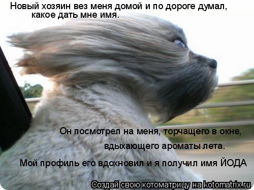 Новый хозяин вез меня домой и по дороге думал, какое дать мне имя. Он посмотрел на меня, торчащего в ... Котоматрица: Новый хозяин вез меня домой и по дороге думал, какое дать мне имя. Он посмотрел на меня, торчащего в окне, Мой профиль его вдохновил и я получ