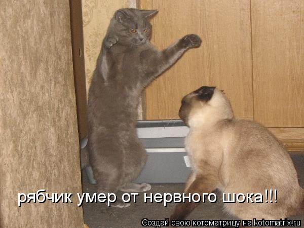 Котоматрица: рябчик умер от нервного шока!!!