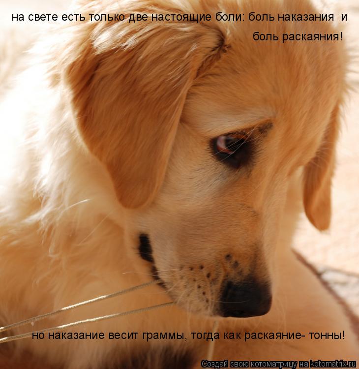 на свете есть только две настоящие боли: боль наказания и боль раскаяния! но наказание весит граммы,... Котоматрица: на свете есть только две настоящие боли: боль наказания и боль раскаяния! но наказание весит граммы, тогда как раскаяние- тонны!