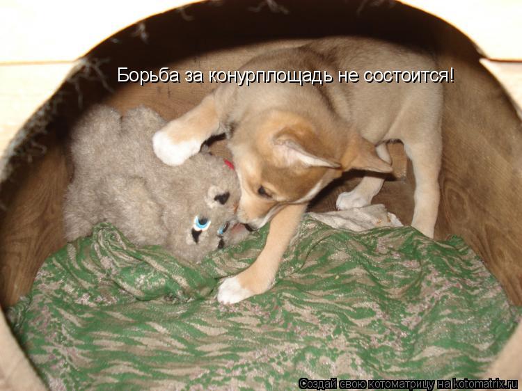 Борьба за конурплощадь не состоится!... Котоматрица: Борьба за конурплощадь не состоится!