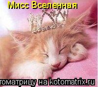 Мисс Вселенная... Котоматрица: Мисс Вселенная