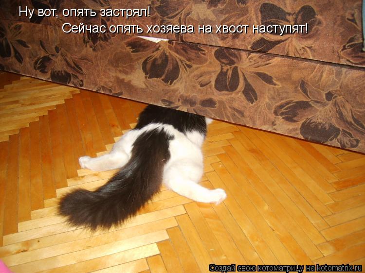 Ну вот, опять застрял! Сейчас опять хозяева на хвост наступят!... Котоматрица: Ну вот, опять застрял! Сейчас опять хозяева на хвост наступят!